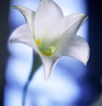 JEANETTE WILSON