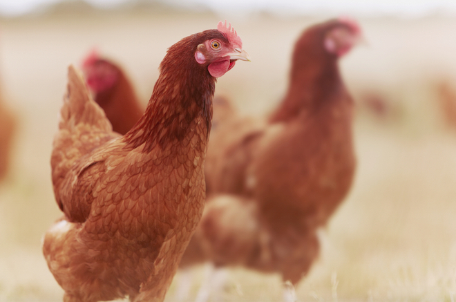 Board backs chicken ordinance